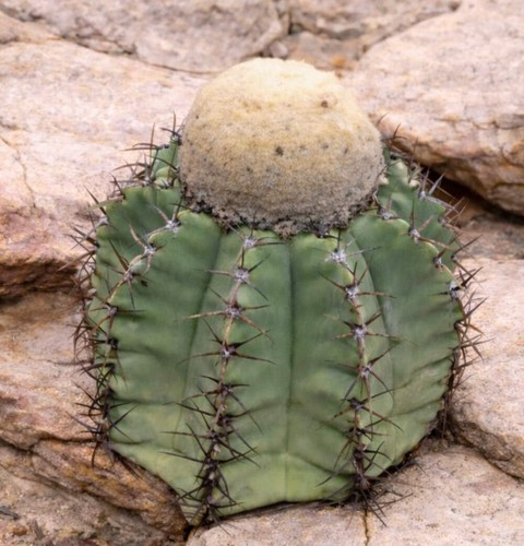 Melocactus glaucescens hu219 - glaucescens,