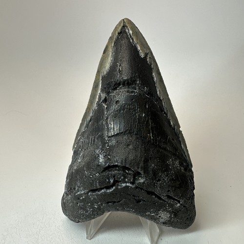 Dente squalo megalodonte - dente,