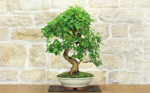 Bonsai gelso - bonsai, di
