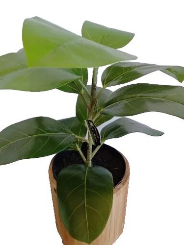 Ashland ficus robusta - 20",