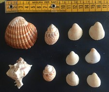 Collezione n. 10 conchiglie