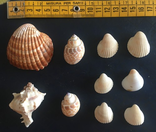 Collezione 10 conchiglie - collezione,