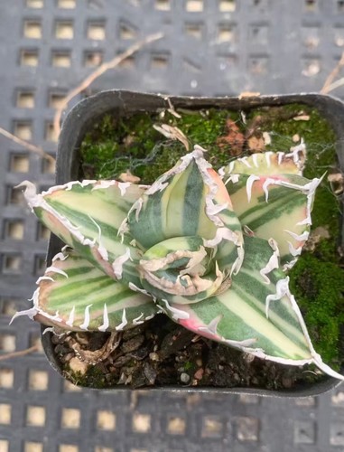 Raresucculent plant agave - raresucculent,