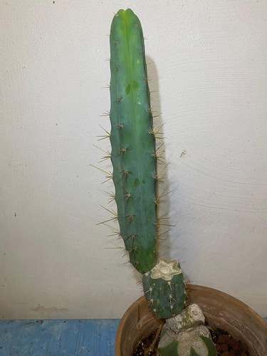 Tri cactus makoto - cactus, kimura's