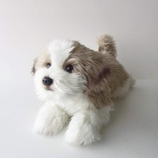 Peluche Shih Tzu realistico