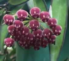 Pianta di Hoya wayetii