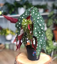 50 semi Begonia Maculata