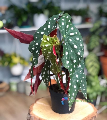 Semi begonia maculata - 50,