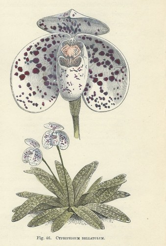 Orchidea cypripedium stampa - cypripedium,