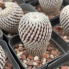 3PCS Turbinicarpus