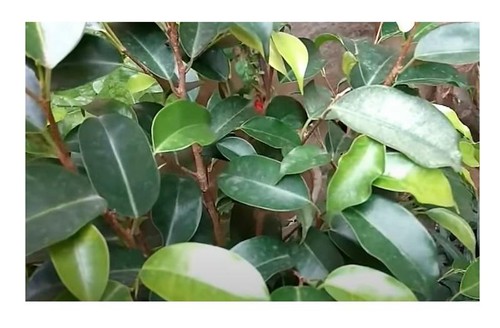 100x ficus benjamina albero - benjamina,