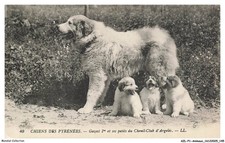 AZLP1-0075-ANIMAUX - Cane Dei