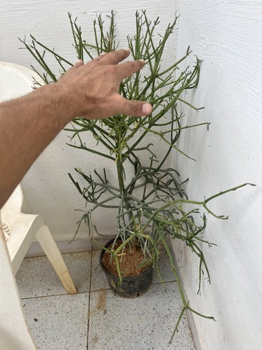Euphorbia tirucalli albero - euphorbia,