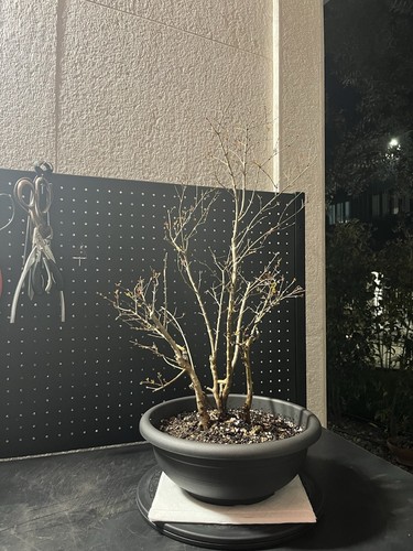 Bonsai melograno ceppaia - di,