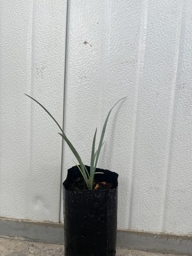 Blue yucca rostrata - yucca,