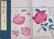 Bottiglia di fiori di chigusa stampa xilografia 1905 vintage di Baiei Kohno 24x16 cm JP F/S