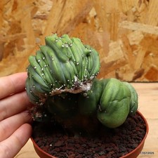 Cereus florida mostruoso Vaso