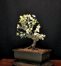 BONSAI DI CILIEGIO NANO