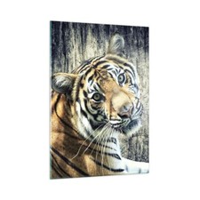 Quadro su Vetro 50x70cm India pietra tigre selvaggio Stampe Moderni Murale