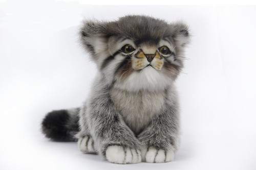 Pallas cat kitten 7299 - cat,