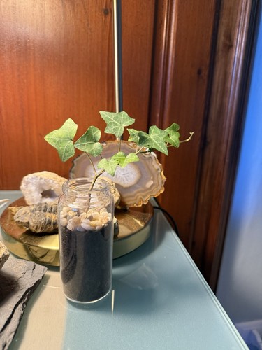 Edera pianta interno - edera, da
