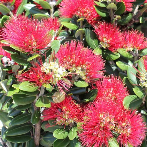 Metrosideros excelsia 100 - excelsia,