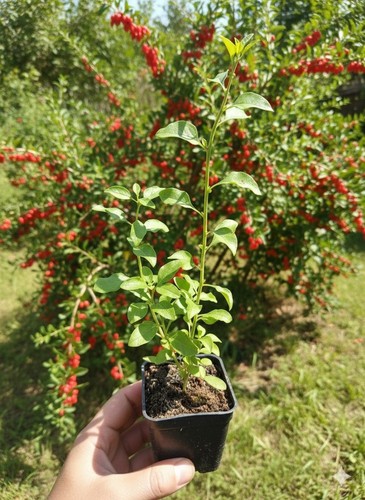 Pianta goji lycium - di,