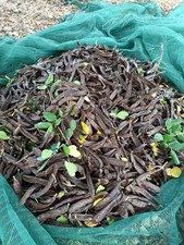 10 Kg Carrube BIO per alimentazione ANIMALE