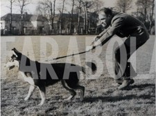 Foto vintage Animali, Cani, Addestramento cani, 1952, Stampa 21 x 16 cm