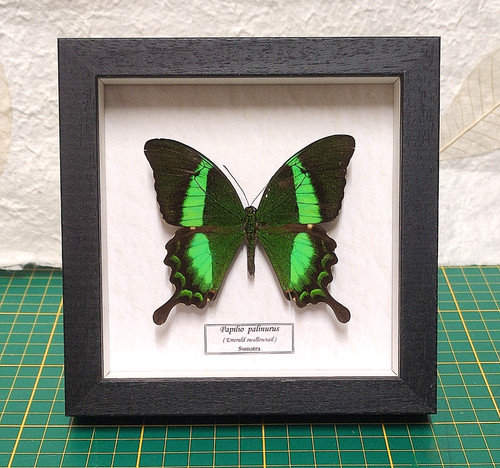 Papilio palinurus vera