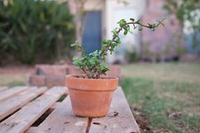 terra cotta jade bonsai