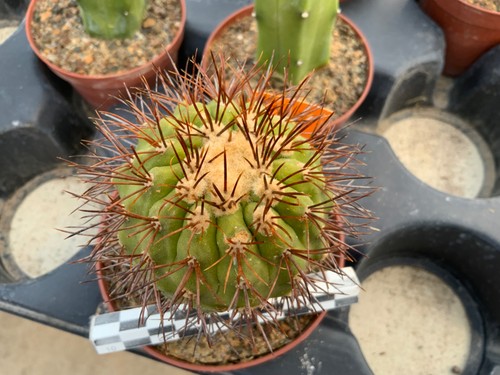 250 copiapoa cinerea - 250, ssp