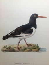 Beccaccia di mare Haematopus