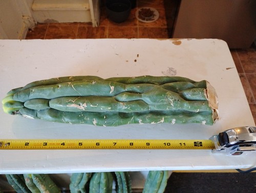 Tbm live cactus - tbm, form)
