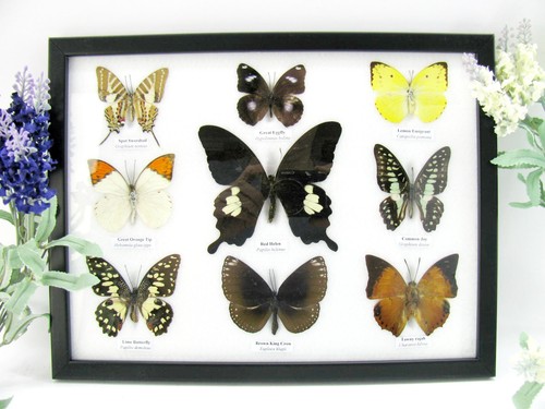 Farfalle splendidamente - 9,