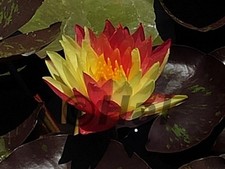 Nymphaea wanvisa - Ninfea, Pianta acquatica da laghetto/mastello/tinozza.