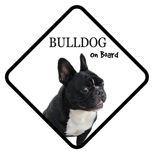 French bulldog board car - french,