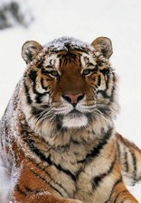 386801 Tigre siberiana nella