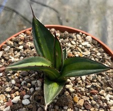 Rare Cacti Agave ghiesbreghtii
