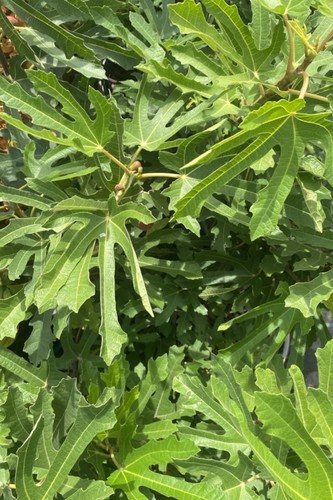 Pianta vera fico nano ficus - di,