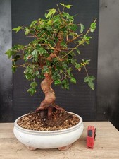 bonsai di  acero buergerianum