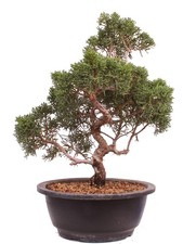Bonsai - Juniperus chinensis 'Kyushu', Chinesischer Wacholder 224/100
