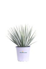 Pianta di Yucca Rostrata vera