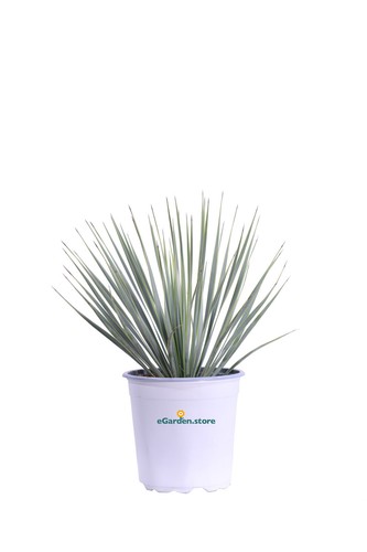 Pianta yucca rostrata - di,