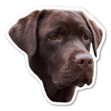 (Chocolate) Labrador Retriever