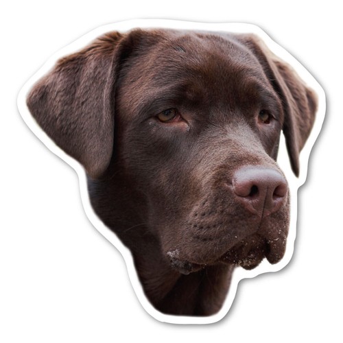 Calamita labrador - (cioccolato),
