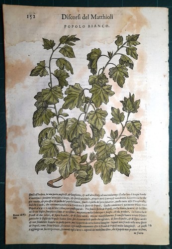 Stampa antica mattioli - stampa,