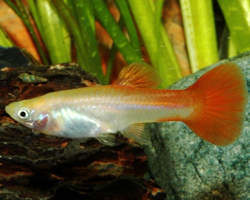 Guppy red blonde - blonde, (femmina)