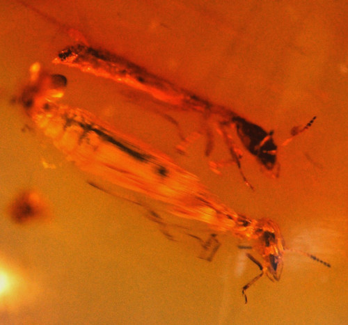 Ambra copal con - , 2