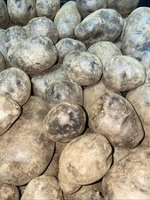 PATATE VIOLA BERGERAC 2 kg PER PASTO O PER SEMENTE SEME CUCINA CHEF GOURMET ORTO